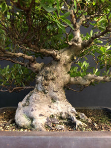 Bonsai Satsuki Azalee / Rhododendron indicum-Bonsai-Bonsai Gilde