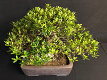 Lade das Bild in den Galerie-Viewer, Bonsai Satsuki Azalee / Rhododendron indicum-Bonsai-Bonsai Gilde
