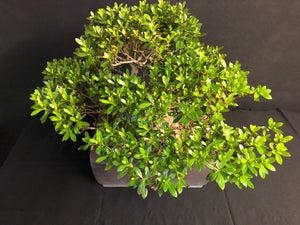 Bonsai Satsuki Azalee / Rhododendron indicum-Bonsai-Bonsai Gilde
