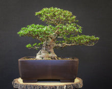 Lade das Bild in den Galerie-Viewer, Bonsai Satsuki Azalee / Rhododendron indicum-Bonsai-Bonsai Gilde
