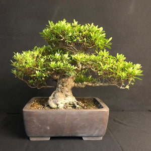 Bonsai Satsuki Azalee / Rhododendron indicum-Bonsai-Bonsai Gilde