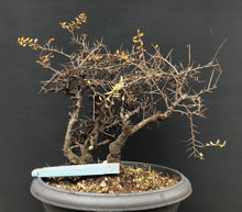 Lade das Bild in den Galerie-Viewer, Bonsai Schlehe / Prunus spinosa-Rohmaterial-Yamadori-Bonsai Gilde
