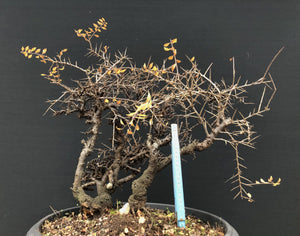 Bonsai Schlehe / Prunus spinosa-Rohmaterial-Yamadori-Bonsai Gilde