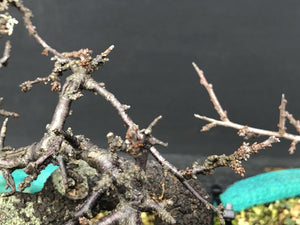 Bonsai Schlehe / Prunus spinosa-Rohmaterial-Yamadori-Bonsai Gilde