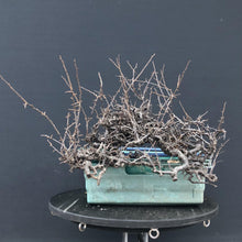 Lade das Bild in den Galerie-Viewer, Bonsai Schlehe / Prunus spinosa-Rohmaterial-Yamadori-Bonsai Gilde

