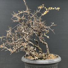 Lade das Bild in den Galerie-Viewer, Bonsai Schlehe / Prunus spinosa-Rohmaterial-Yamadori-Bonsai Gilde
