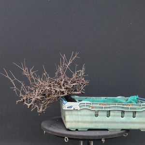 Bonsai Schlehe / Prunus spinosa-Rohmaterial-Yamadori-Bonsai Gilde
