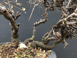 Bonsai Schlehe / Prunus spinosa-Rohmaterial-Yamadori-Bonsai Gilde