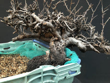 Lade das Bild in den Galerie-Viewer, Bonsai Schlehe / Prunus spinosa-Rohmaterial-Yamadori-Bonsai Gilde
