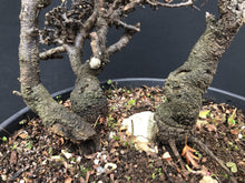 Lade das Bild in den Galerie-Viewer, Bonsai Schlehe / Prunus spinosa-Rohmaterial-Yamadori-Bonsai Gilde
