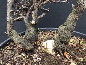 Bonsai Schlehe / Prunus spinosa-Rohmaterial-Yamadori-Bonsai Gilde