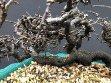 Lade das Bild in den Galerie-Viewer, Bonsai Schlehe / Prunus spinosa-Rohmaterial-Yamadori-Bonsai Gilde
