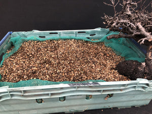 Bonsai Schlehe / Prunus spinosa-Rohmaterial-Yamadori-Bonsai Gilde