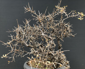 Bonsai Schlehe / Prunus spinosa-Rohmaterial-Yamadori-Bonsai Gilde