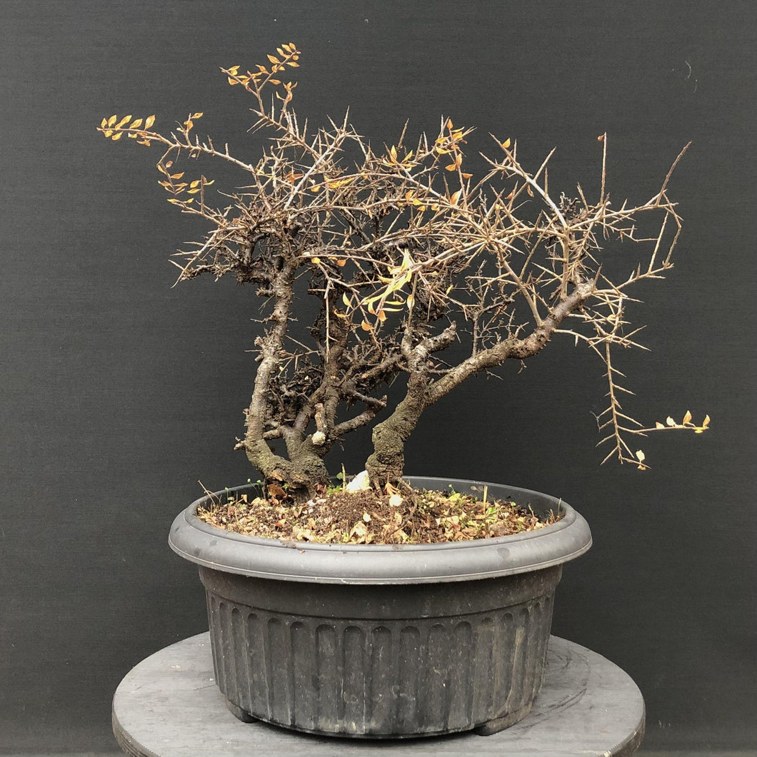 Bonsai Schlehe / Prunus spinosa-Rohmaterial-Yamadori-Bonsai Gilde