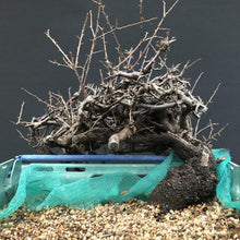 Lade das Bild in den Galerie-Viewer, Bonsai Schlehe / Prunus spinosa-Rohmaterial-Yamadori-Bonsai Gilde
