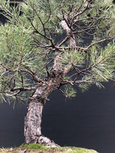 Lade das Bild in den Galerie-Viewer, Bonsai Waldkiefer / Pinus sylvestris-Rohmaterial-Yamadori-Bonsai Gilde
