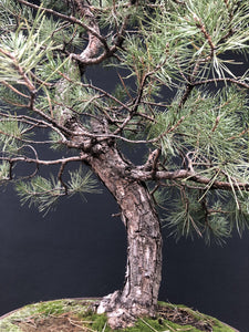 Bonsai Waldkiefer / Pinus sylvestris-Rohmaterial-Yamadori-Bonsai Gilde