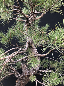 Bonsai Waldkiefer / Pinus sylvestris-Rohmaterial-Yamadori-Bonsai Gilde