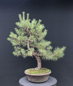 Bonsai Waldkiefer / Pinus sylvestris-Rohmaterial-Yamadori-Bonsai Gilde