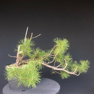 Bonsai Waldkiefer / Pinus sylvestris-Rohmaterial-Yamadori-Bonsai Gilde