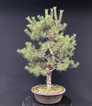 Lade das Bild in den Galerie-Viewer, Bonsai Waldkiefer / Pinus sylvestris-Rohmaterial-Yamadori-Bonsai Gilde
