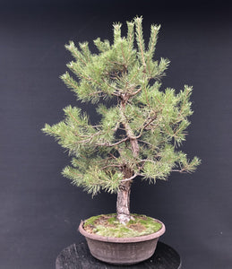 Bonsai Waldkiefer / Pinus sylvestris-Rohmaterial-Yamadori-Bonsai Gilde
