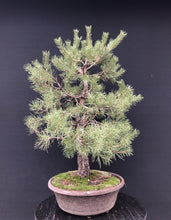Lade das Bild in den Galerie-Viewer, Bonsai Waldkiefer / Pinus sylvestris-Rohmaterial-Yamadori-Bonsai Gilde
