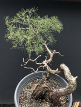 Lade das Bild in den Galerie-Viewer, Bonsai Waldkiefer / Pinus sylvestris-Rohmaterial-Yamadori-Bonsai Gilde
