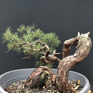 Bonsai Waldkiefer / Pinus sylvestris-Rohmaterial-Yamadori-Bonsai Gilde