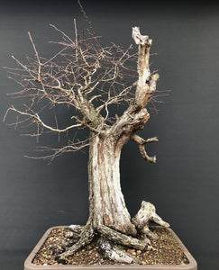 Bonsai Weissdorn / Crataegus-Rohmaterial-Yamadori-Bonsai Gilde