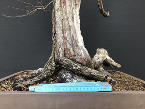 Bonsai Weissdorn / Crataegus-Rohmaterial-Yamadori-Bonsai Gilde