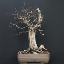 Lade das Bild in den Galerie-Viewer, Bonsai Weissdorn / Crataegus-Rohmaterial-Yamadori-Bonsai Gilde
