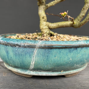 Bonsai Zierquitte / Chaenomeles / Chojubai-Bonsai Gilde
