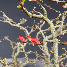 Lade das Bild in den Galerie-Viewer, Bonsai Zierquitte / Chaenomeles / Chojubai-Bonsai Gilde
