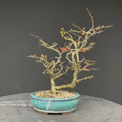 Bonsai Zierquitte / Chaenomeles / Chojubai-Bonsai Gilde
