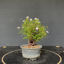 Lade das Bild in den Galerie-Viewer, Bonsai Zwerg-Rose / Rosa-Rohmaterial-Yamadori-Bonsai Gilde
