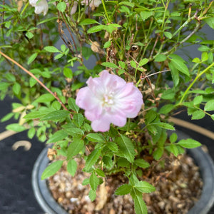 Bonsai Zwerg-Rose / Rosa-Rohmaterial-Yamadori-Bonsai Gilde