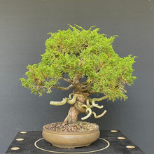 Lade das Bild in den Galerie-Viewer, Chinesischer Wacholder / Juniperus Chinensis Itoigawa-Rohmaterial-Yamadori-Bonsai Gilde
