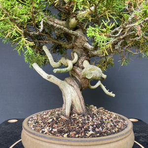 Chinesischer Wacholder / Juniperus Chinensis Itoigawa-Rohmaterial-Yamadori-Bonsai Gilde