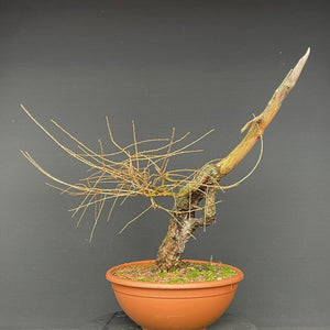 Europäische Lärche / Larix Decidua-Rohmaterial-Yamadori-Bonsai Gilde