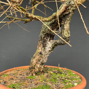 Europäische Lärche / Larix Decidua-Rohmaterial-Yamadori-Bonsai Gilde