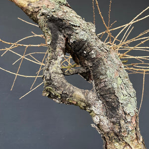 Europäische Lärche / Larix Decidua-Rohmaterial-Yamadori-Bonsai Gilde
