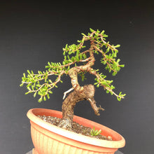 Lade das Bild in den Galerie-Viewer, Europäische Lärche / Larix Decidua-Rohmaterial-Yamadori-Bonsai Gilde
