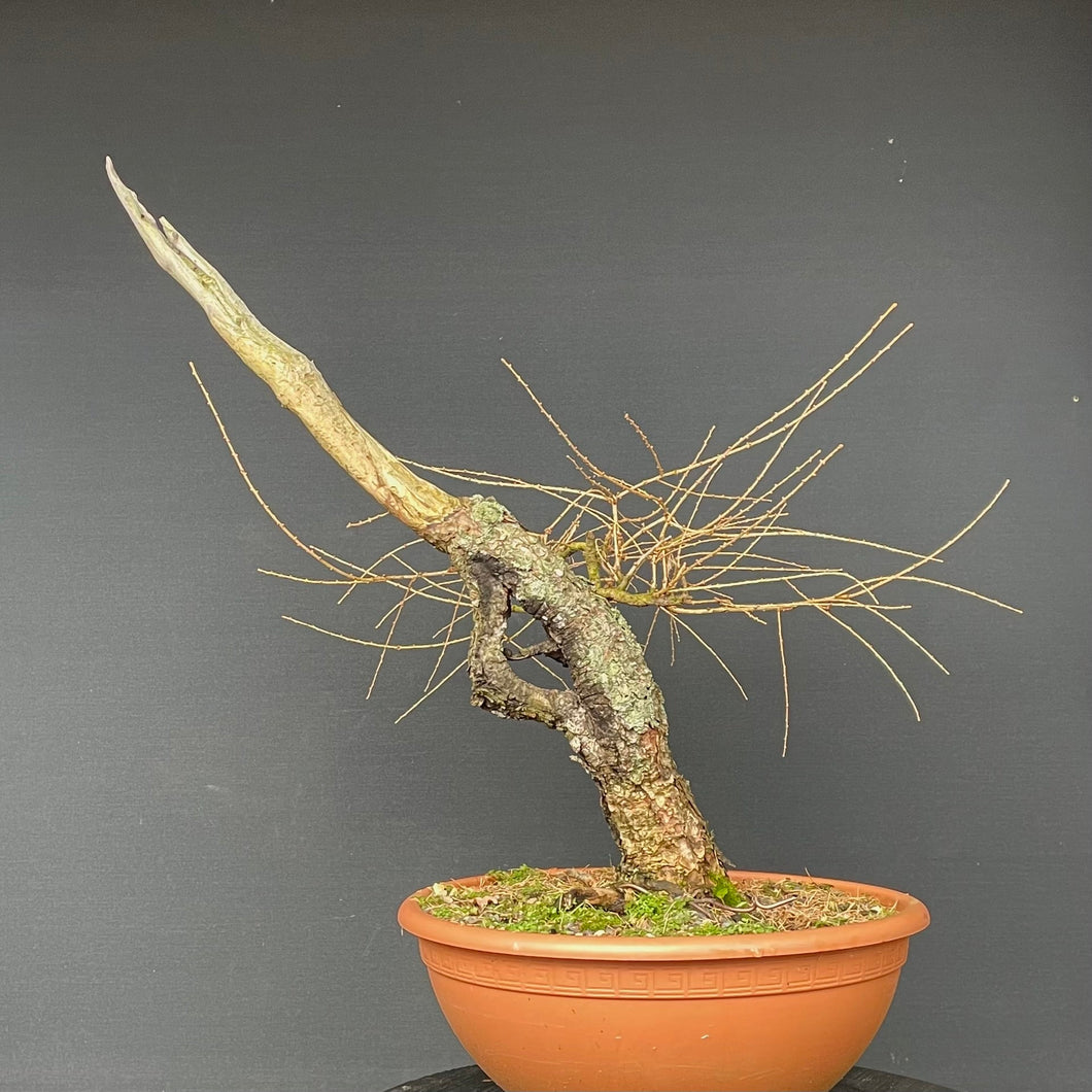 Europäische Lärche / Larix Decidua-Rohmaterial-Yamadori-Bonsai Gilde