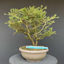 Lade das Bild in den Galerie-Viewer, Fichte / Picea abies-Bonsai Gilde
