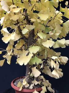 Ginkgo biloba-Rohmaterial-Yamadori-Bonsai Gilde