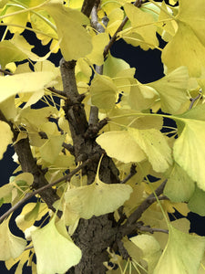 Ginkgo biloba-Rohmaterial-Yamadori-Bonsai Gilde