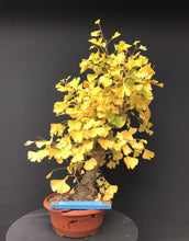 Lade das Bild in den Galerie-Viewer, Ginkgo biloba-Rohmaterial-Yamadori-Bonsai Gilde
