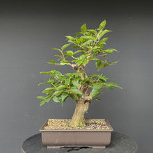 Lade das Bild in den Galerie-Viewer, Heckenkirsche / Lonicera-Rohmaterial-Yamadori-Bonsai Gilde
